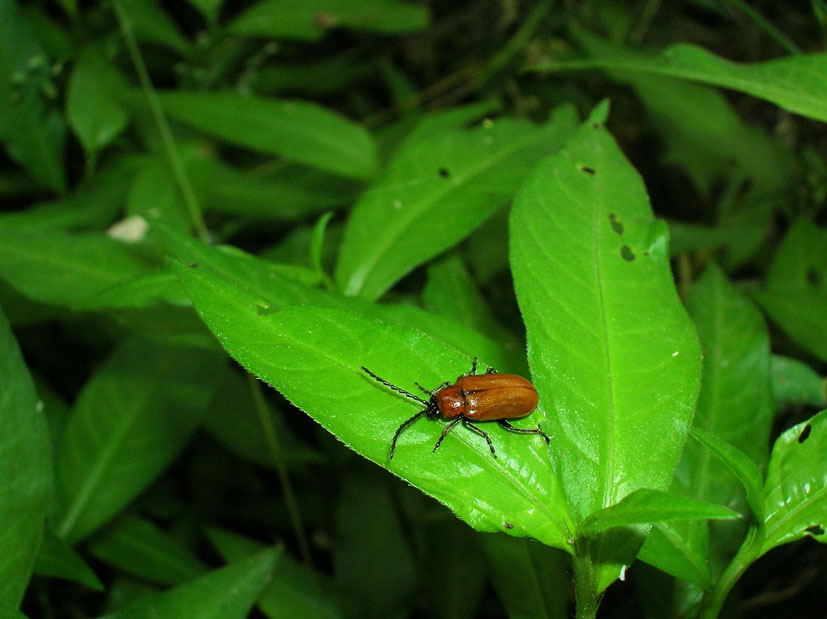 Exosoma lusitanicum (Col. Chrysomelidae)