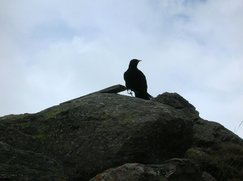 Gracchio alpino - Pyrrhocorax graculus
