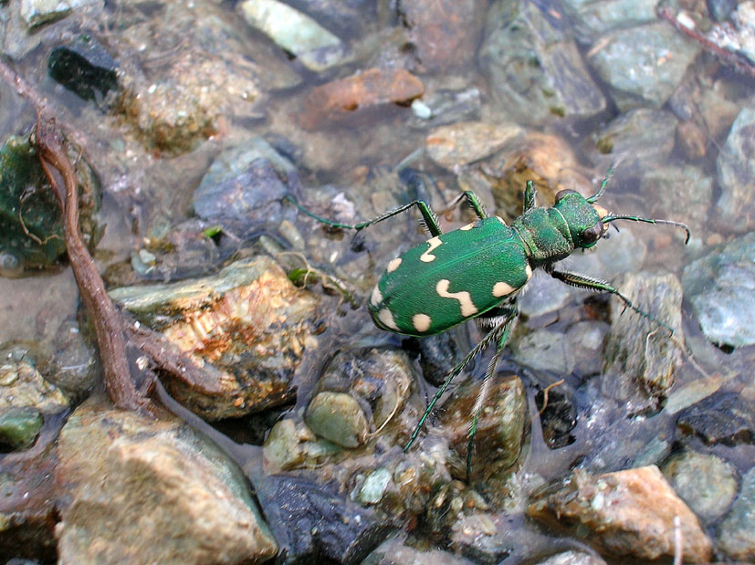 Carabide...Cicindela gallica