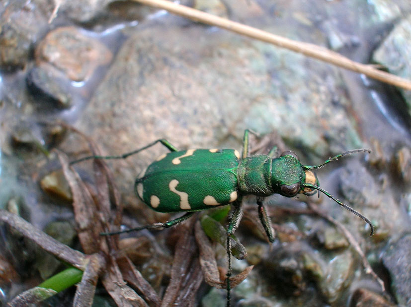 Carabide...Cicindela gallica