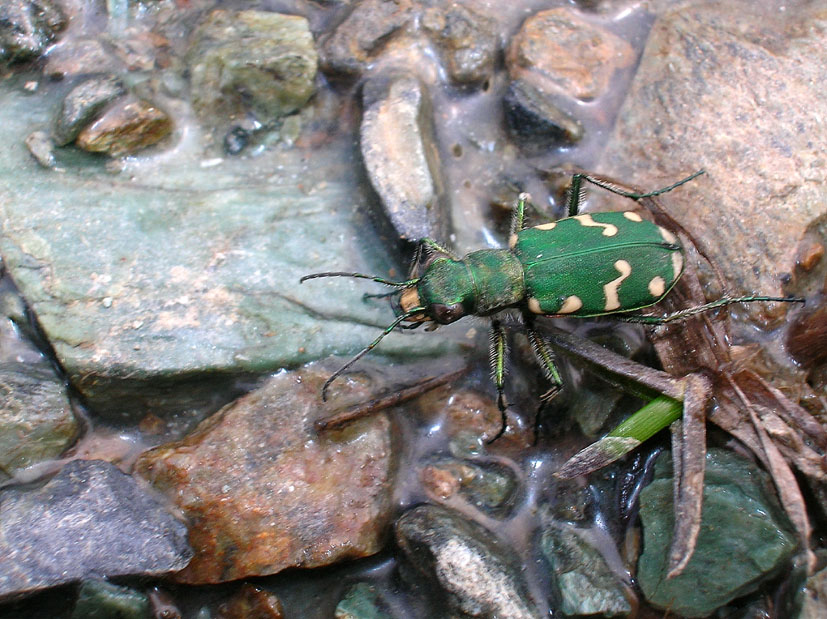 Carabide...Cicindela gallica