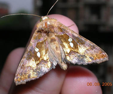 Chrysodeixis chalcites e Autographa gamma