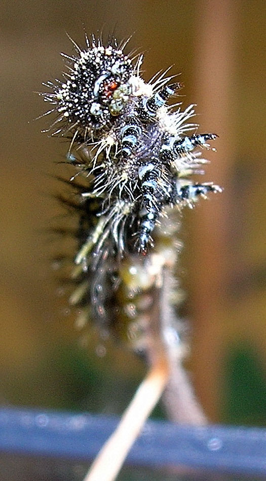 Aglais urticae