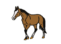 Dopo gatti e cani parliamo del Cavallo?