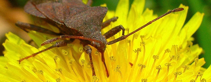 Coreus marginatus