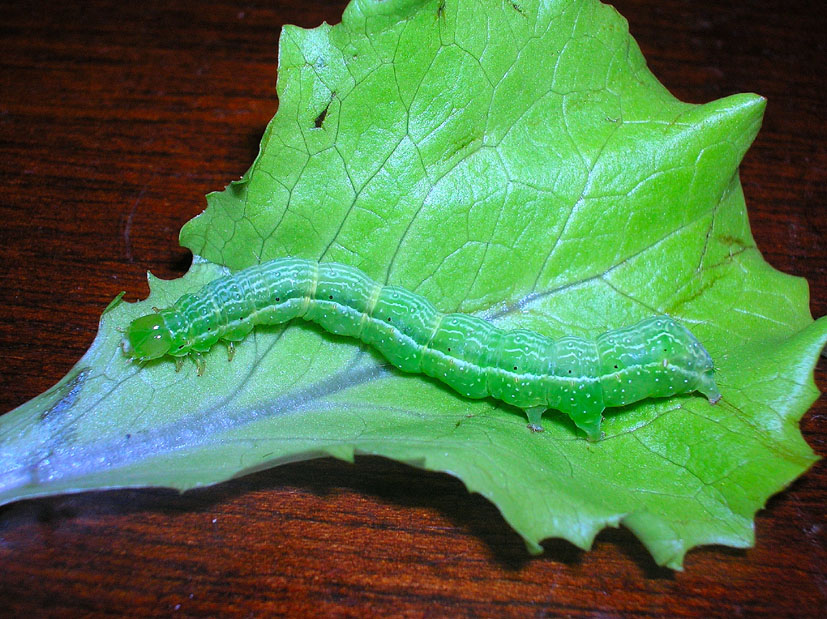 Sfarfallamento di Autographa gamma