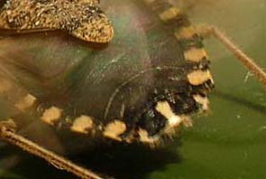 Rhaphigaster nebulosa