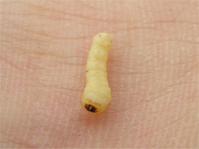 Larva di cerambicide