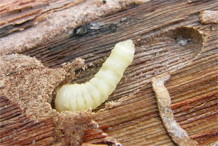 Larva di cerambicide