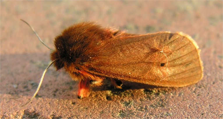 falena da lampada: Phragmatobia fuliginosa