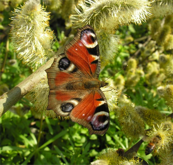 Aglais io