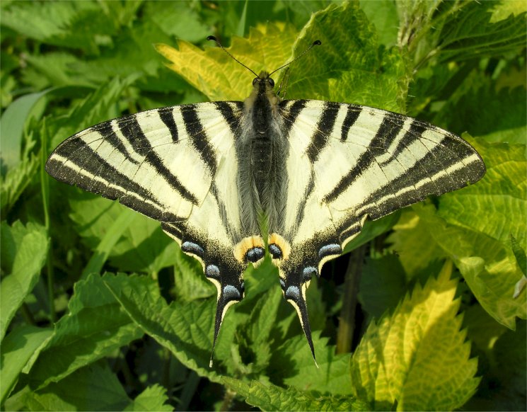 Iphiclides podalirius