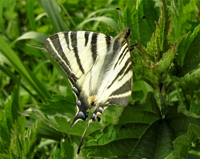 Iphiclides podalirius