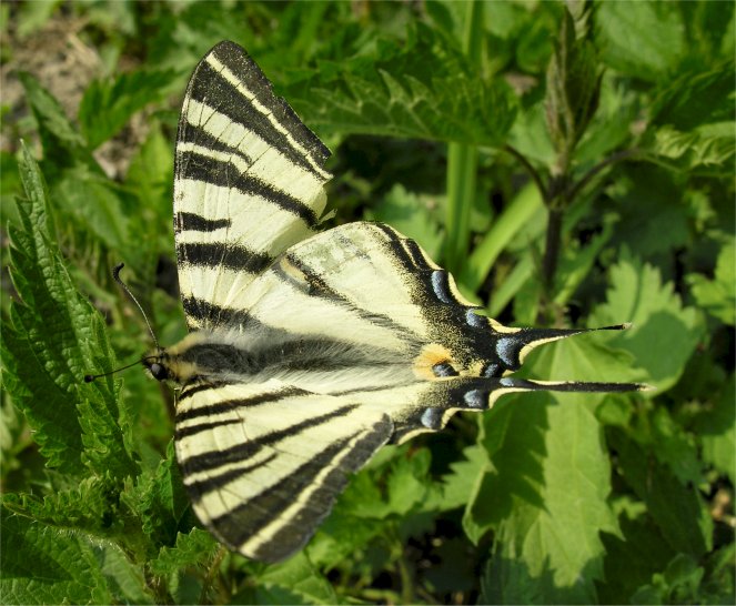 Iphiclides podalirius