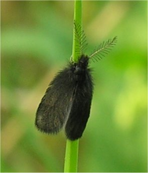 Piccola falena nera