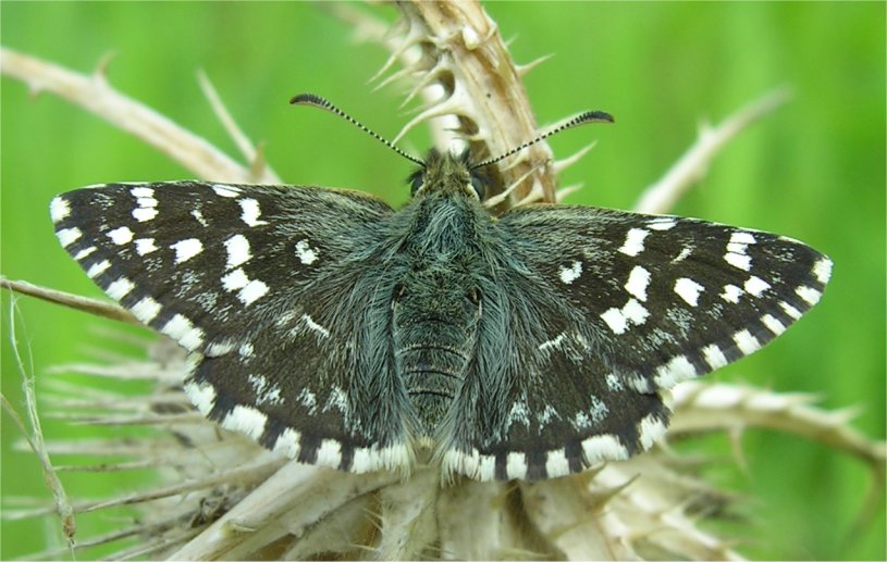 Pyrgus sp.