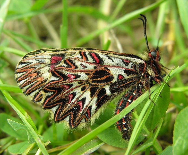 Zerynthia polyxena