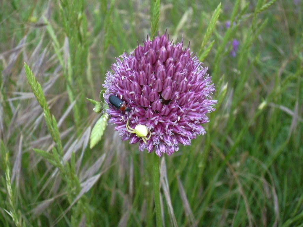 Insieme - Concorso fotografico - il  mondo  un fiore (vari)