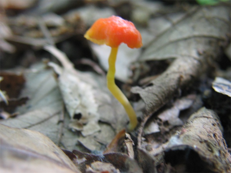 Mycena acicula