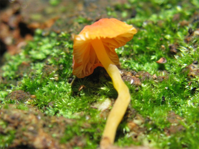 Mycena acicula