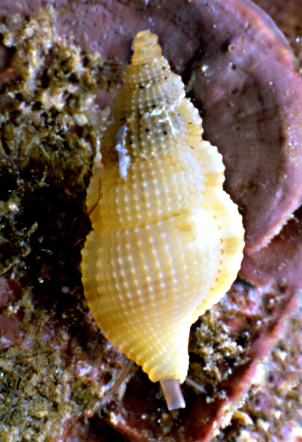 Colubraria reticulata