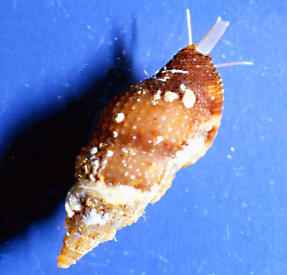 Colubraria reticulata