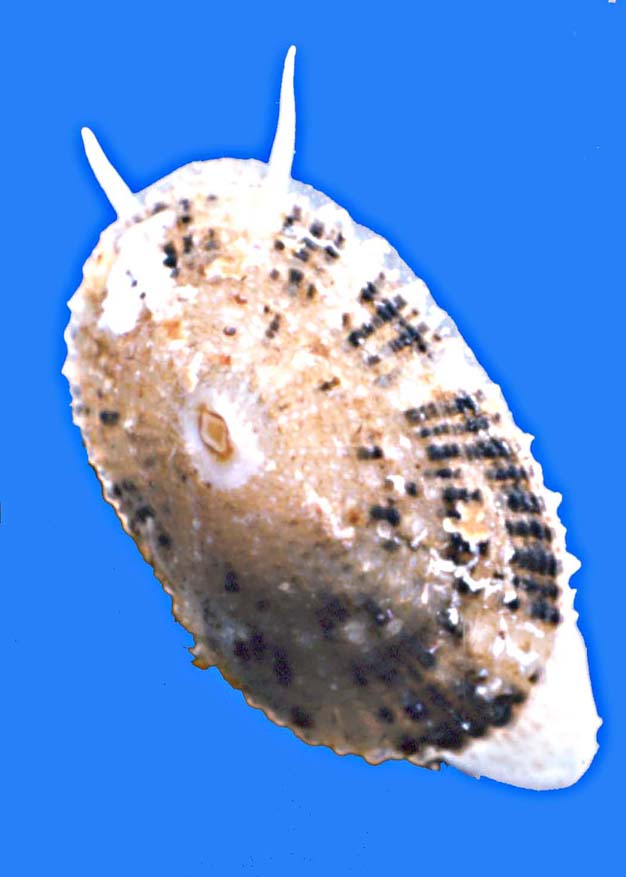 Diodora gibberula