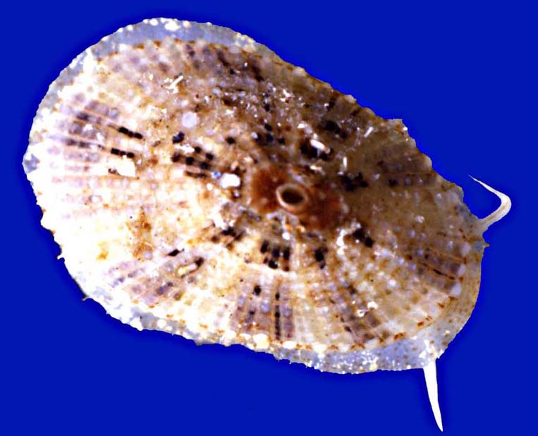 Diodora gibberula