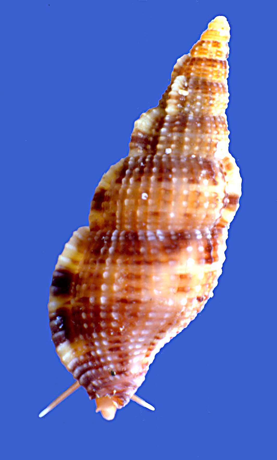 Colubraria reticulata