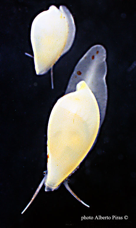 Molluschi viventi