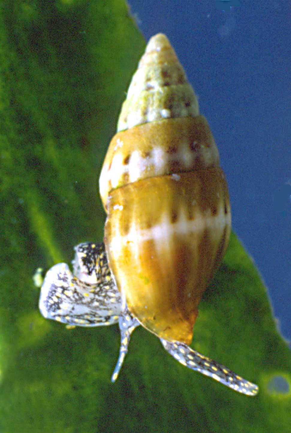 Conferma Pusia tricolor.