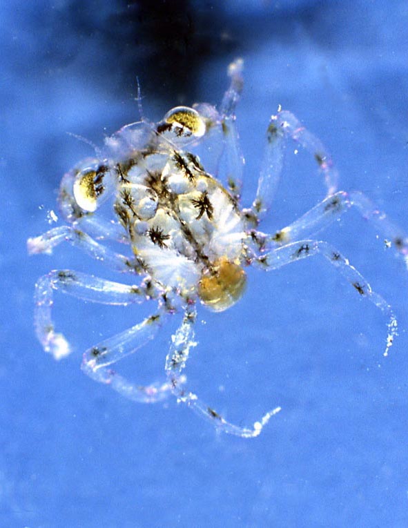 Hyppolite inermis e zoea di un granchio