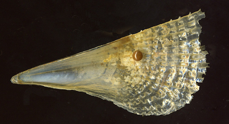 Pinna nobilis