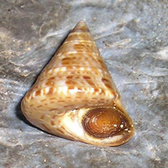 Calliostoma  laugieri ?