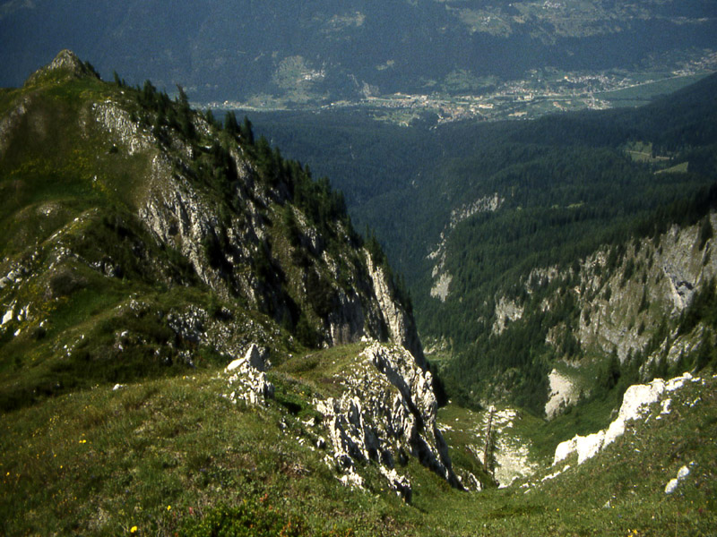 Ursus arctos.....l''habitat