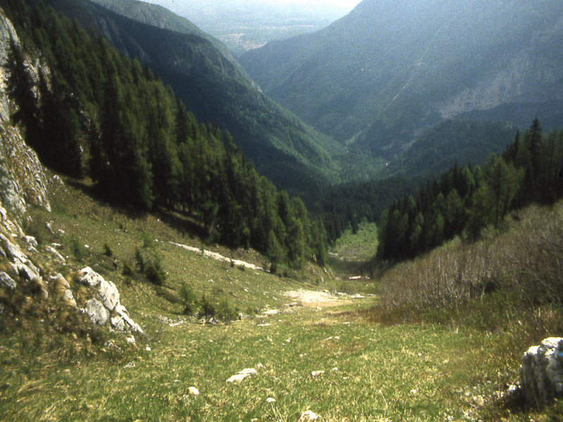 Ursus arctos.....l''habitat