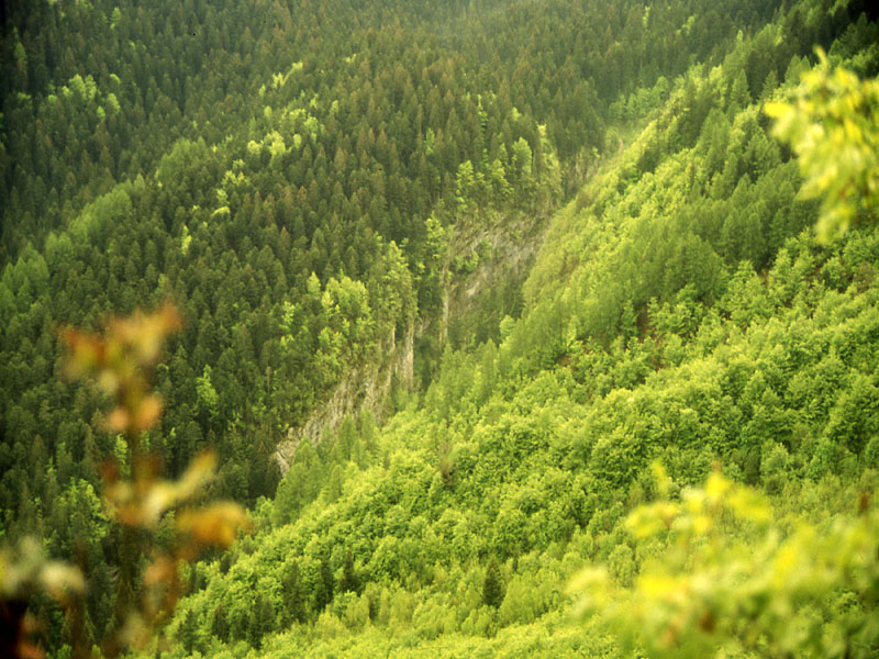 Ursus arctos.....l''habitat