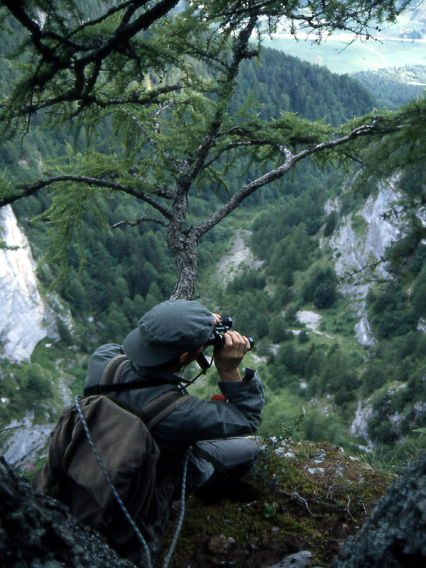 Ursus arctos.....l''habitat