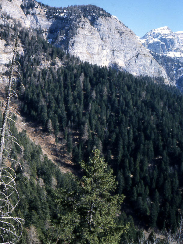 Ursus arctos.....l''habitat