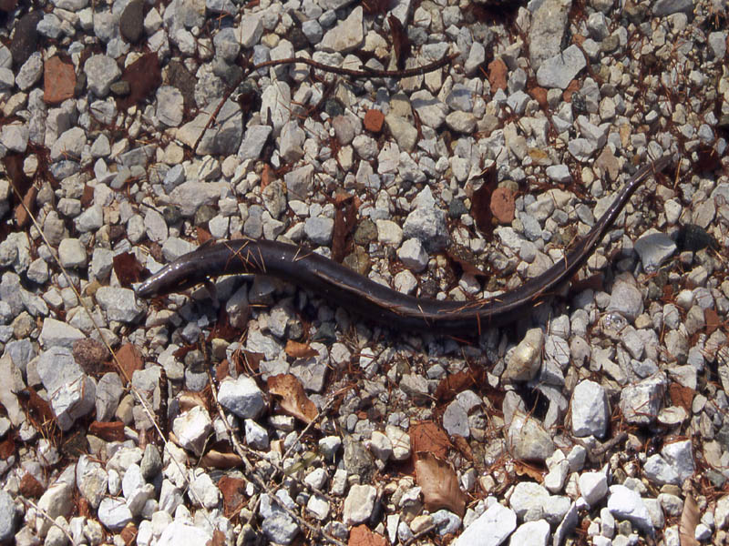 lago di Cei,pesci morti:scardola Scardinius erythrophthalmus