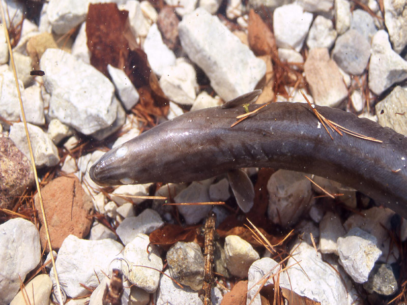 lago di Cei,pesci morti:scardola Scardinius erythrophthalmus
