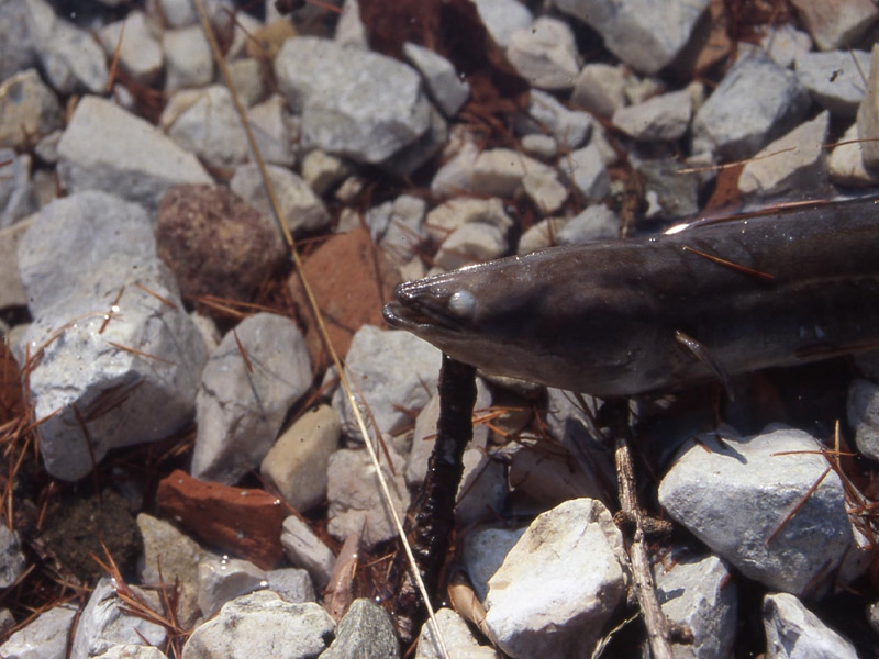 lago di Cei,pesci morti:scardola Scardinius erythrophthalmus
