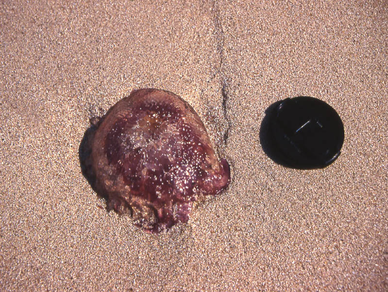 Pelagia noctiluca (Forsskl, 1775)