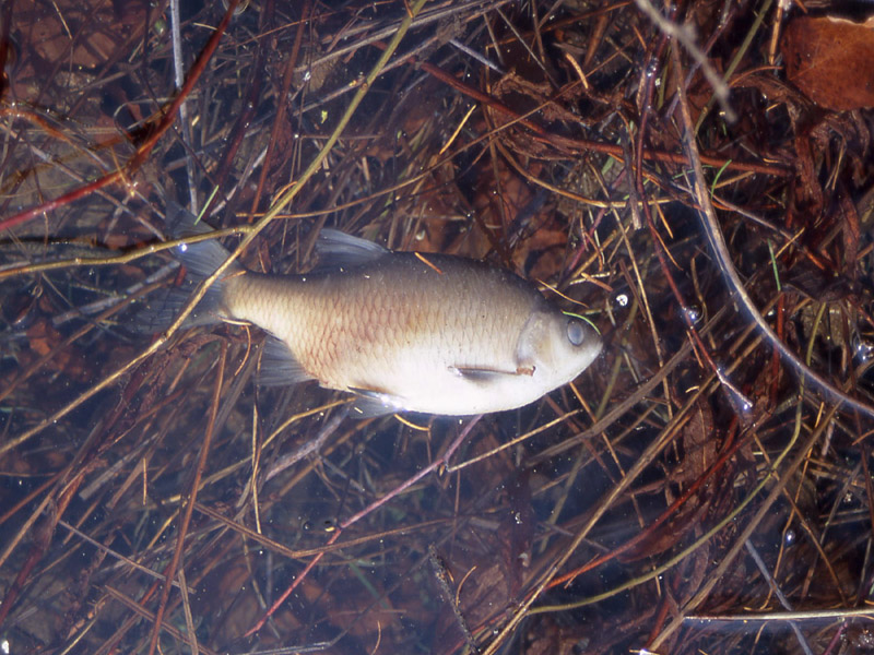 lago di Cei,pesci morti:scardola Scardinius erythrophthalmus