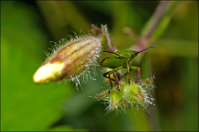 Comune cimice verde Nezara viridula