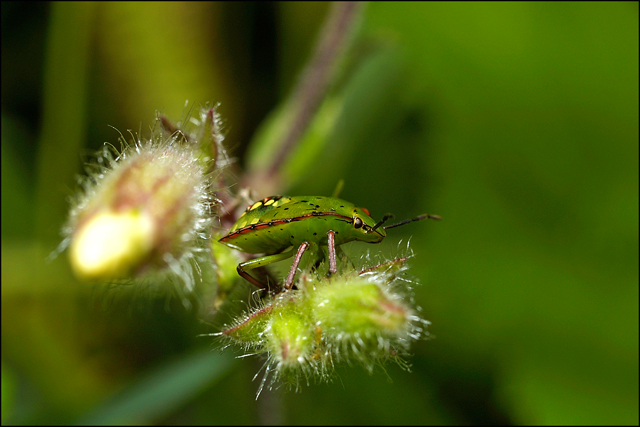 Comune cimice verde Nezara viridula