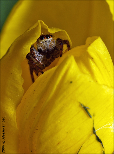 Evarcha -  No, Carrhotus xanthogramma