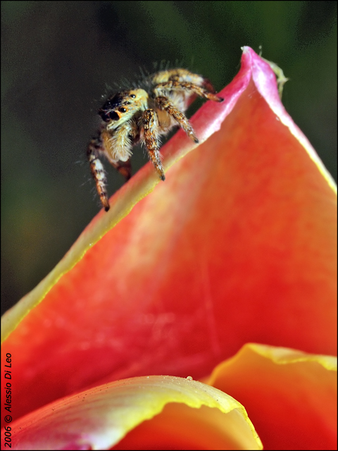 Evarcha -  No, Carrhotus xanthogramma