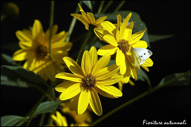 Helianthus tuberosus / Topinambur