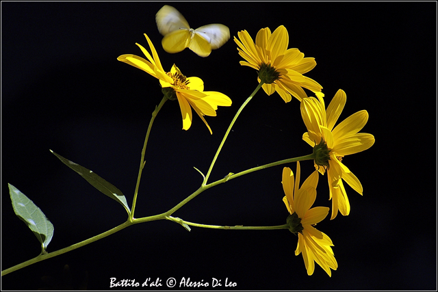 Helianthus tuberosus / Topinambur